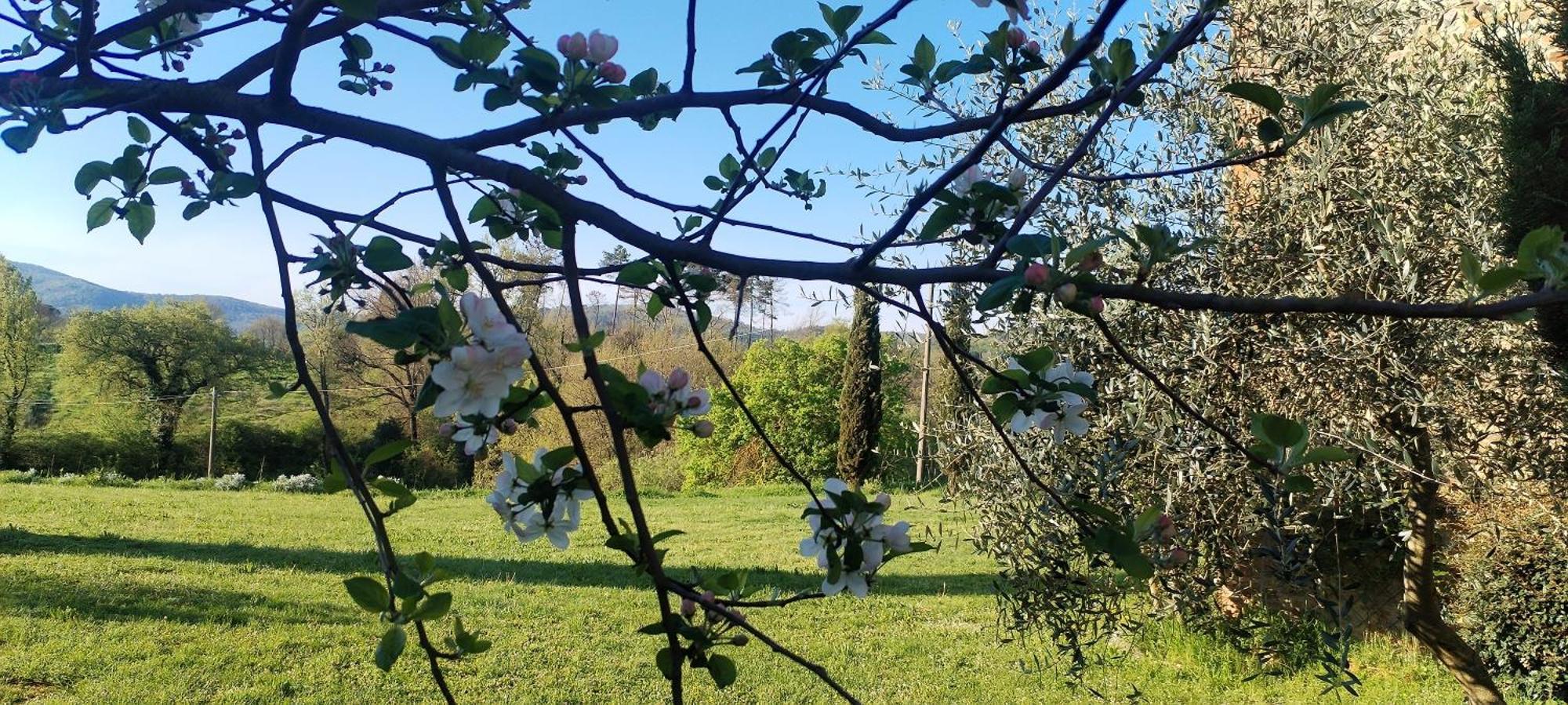 I Salici Agriturismo Badia Agnano Екстер'єр фото