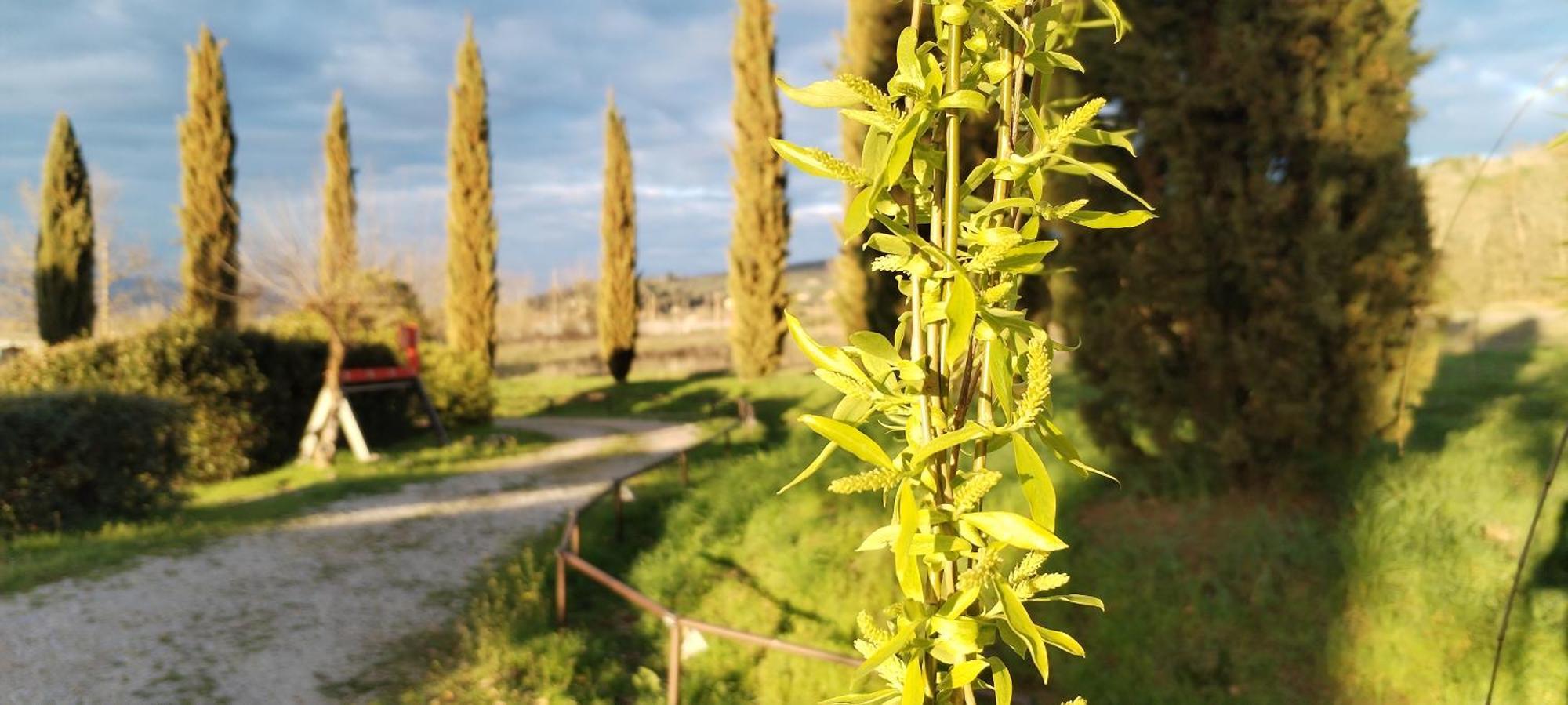 I Salici Agriturismo Badia Agnano Екстер'єр фото